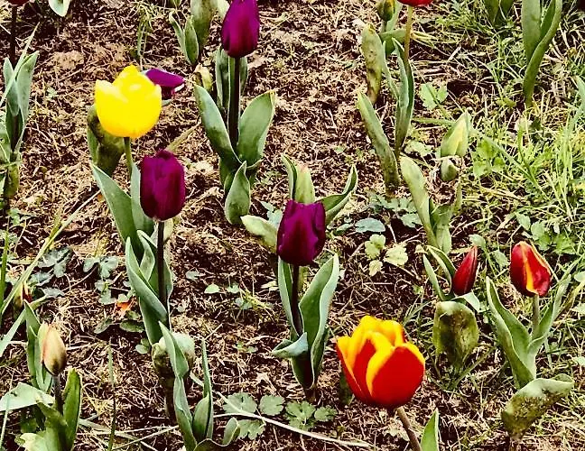 Apartment El Miruendano *